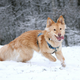 Illustration for article titled Dogs Could Love Frolicking In Snow Simply Because Its New